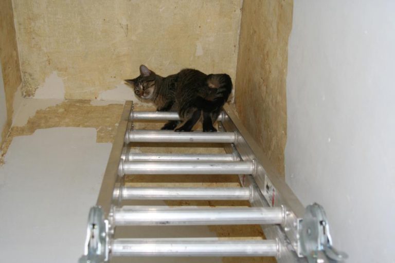 Pixel climbed the ladder, but didn't have a plan to get back down.