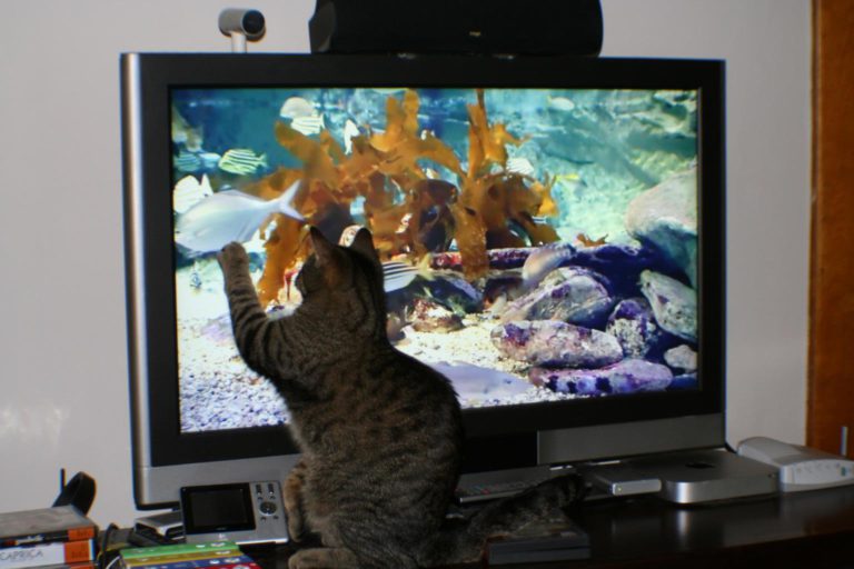 Pixel is fooled by 1080p HD fish.