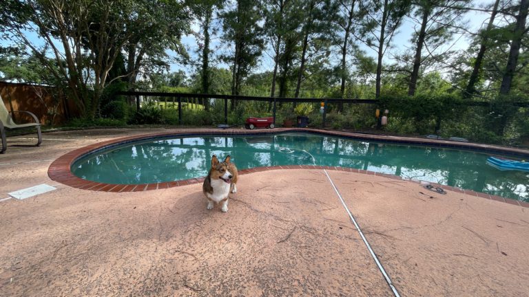 Rosie loves the pool.