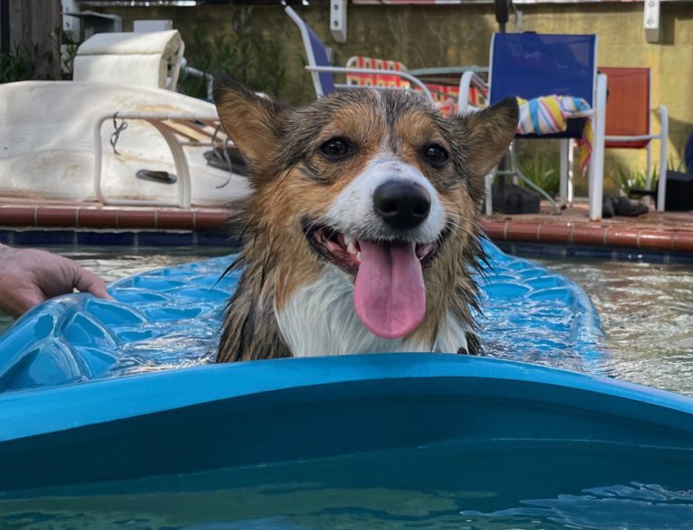 Rosie loves the pool.