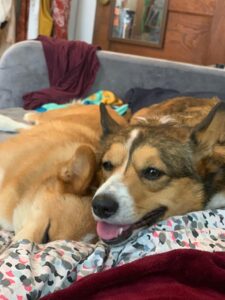 The dogs, relaxing alonside each other.