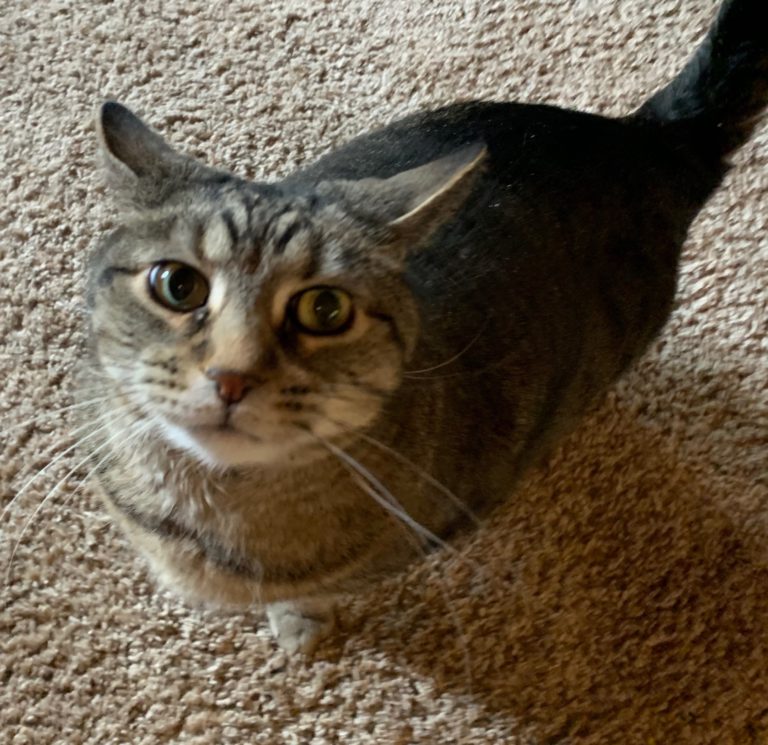 Pixel the cat.