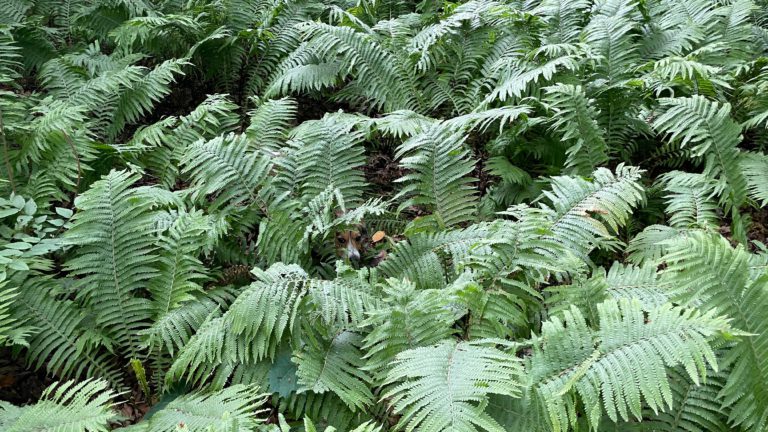 A corgi—who thinks she's a velociratpor—in the ferns.