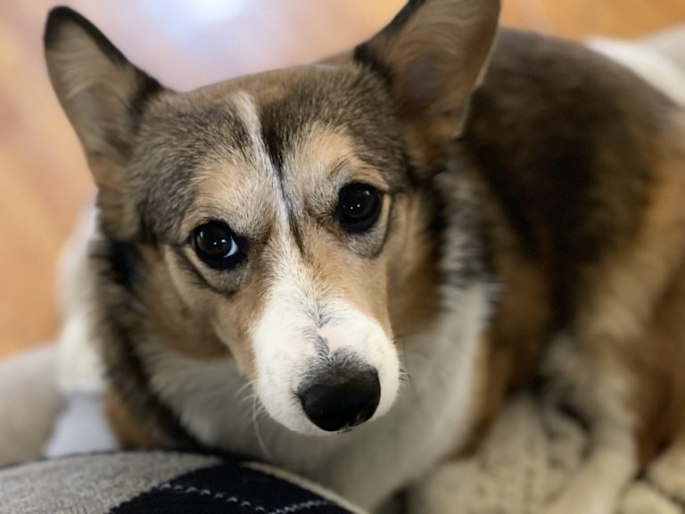 Rosie, on the couch with me, asking to go to the dog park.
