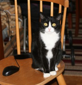 Sidney the cat.
