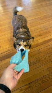 Rosie’s in a mood to play. And she knows I can’t resist the Möbius strip toy.