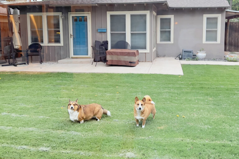 Rosie and Fred love their new back yard.