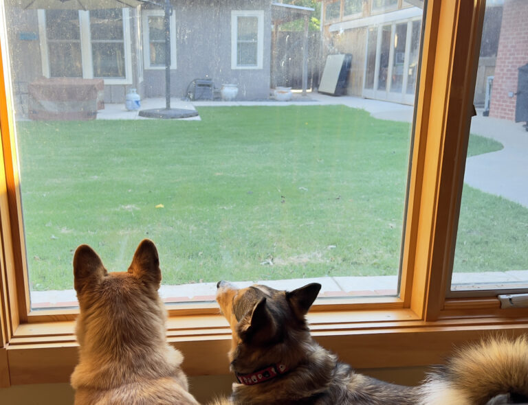 Rosie and Fred love their new back yard.