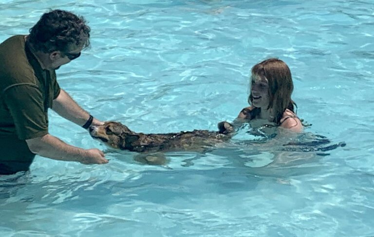 The dogs are fascinated by the Lubbock swimming pool.