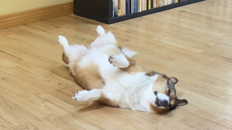 Rosie is super cute.