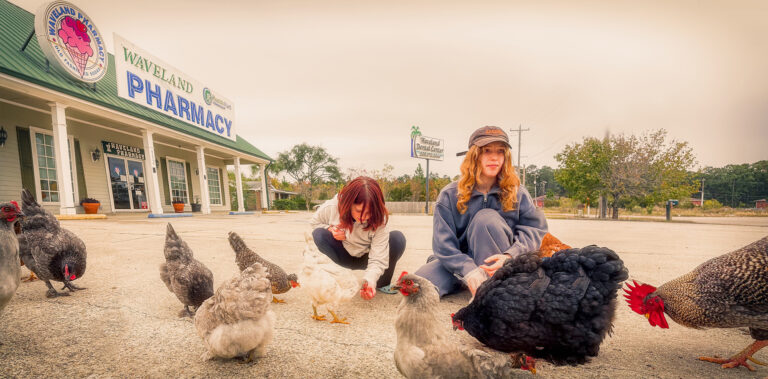 Feeding chickens in Waveland.