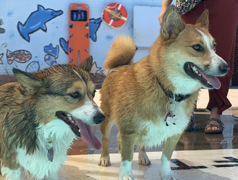 The dogs are fascinated by the Lubbock swimming pool.