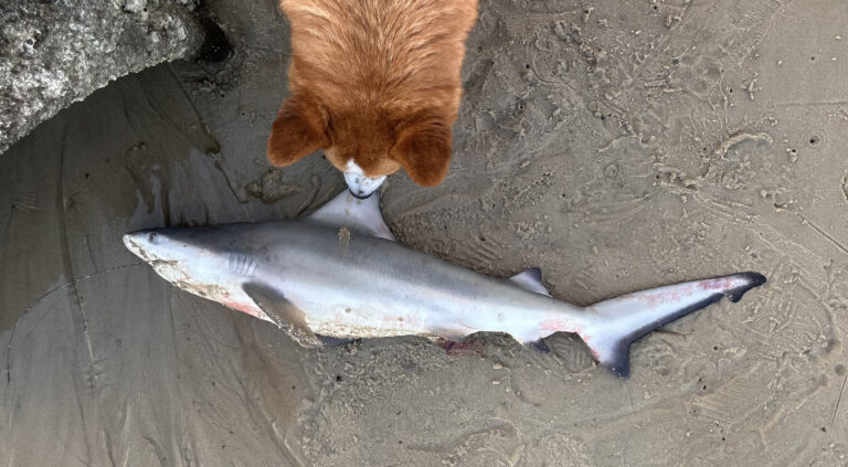 Fred finds a (deceased) shark at the Waveland Beach.