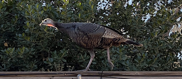 The Tech Terrace neighborhood wild turkey, walking atop our fence.