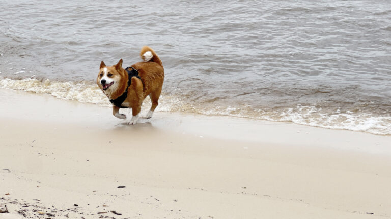 Fred loves running at the Waveland Beach.